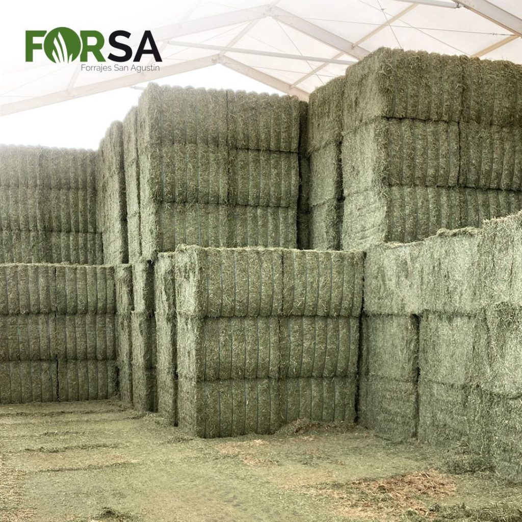 forsa-alfalfa-microsilo-temporada