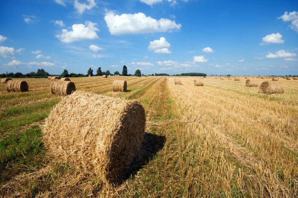 forrajes- campo-cultivo-alfalfa-spain-sector-alfalfa