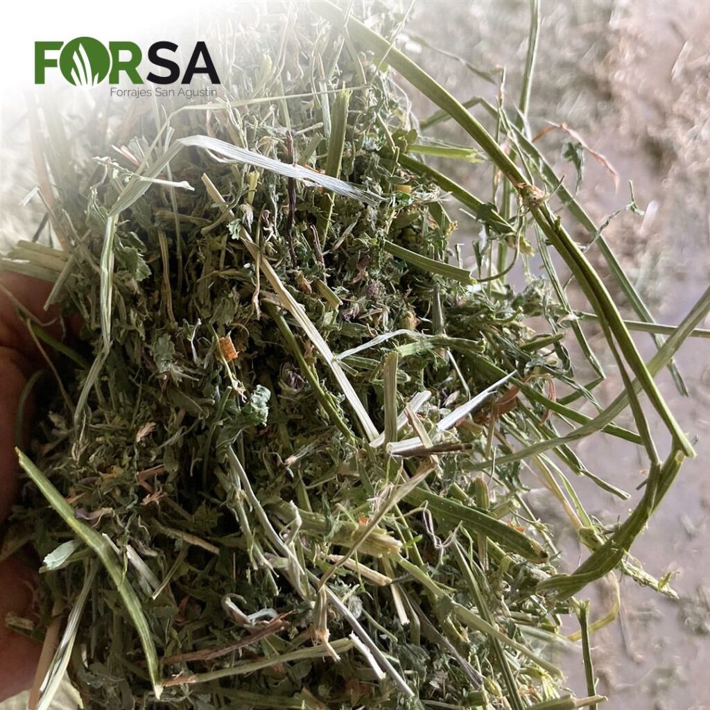 Second-cutting-of-season-for-alfalfalfa-forage-forages-spain-alfalfalfa-spain