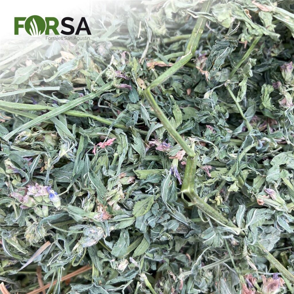 alfalfa-spain-alfalfalfa-spain-alfalfalfa-sector-alfalfalfa-dehydrator