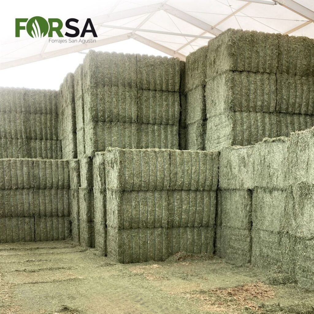 forsa-forrajes-alfalfa-alfalfalfa-sector-alfalfalfa-dehydrator-spain