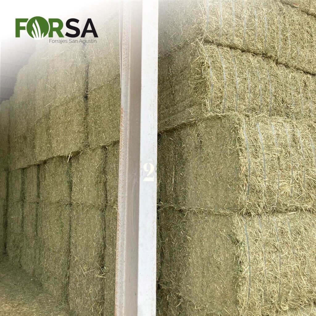 forsa-forrajes-alfalfa-alfalfa-spain-alfalfa-dehydrator